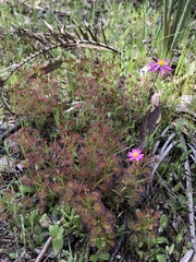 Drosera stolonifera
