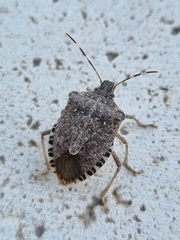 Halyomorpha halys