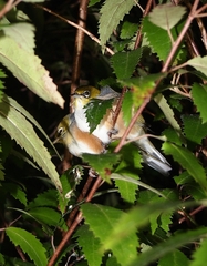 Zosterops lateralis lateralis