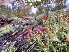 Cladonia leporina
