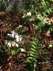 Vicia sylvatica