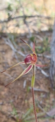 Caladenia reticulata