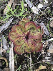 Drosera collina