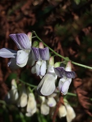 Vicia sylvatica