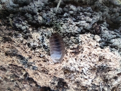 Porcellio