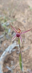 Caladenia reticulata