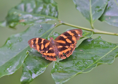 Herona marathus