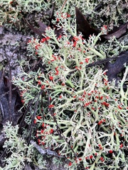 Cladonia leporina