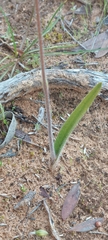 Caladenia reticulata