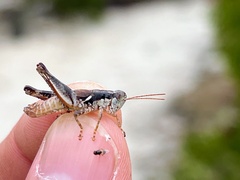 Melanoplinae