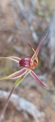 Caladenia reticulata