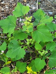 Xanthium strumarium