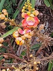 Couroupita guianensis