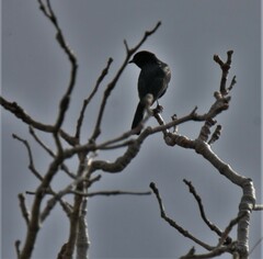 Melaenornis pammelaina