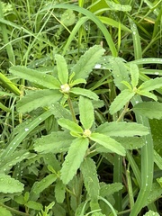 Croton glandulosus