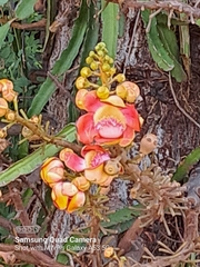 Couroupita guianensis