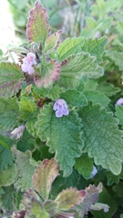 Ballota nigra