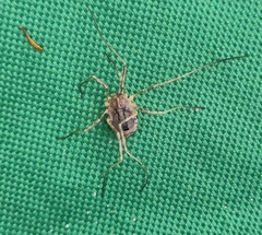 Odiellus spinosus