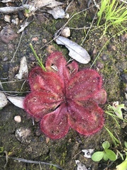 Drosera collina
