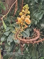 Couroupita guianensis