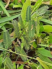 Albizia julibrissin julibrissin