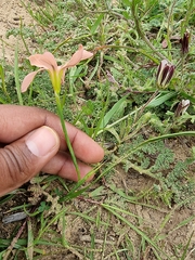 Moraea flaccida