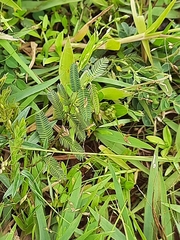 Albizia julibrissin julibrissin