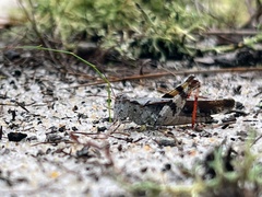 Spharagemon marmorata