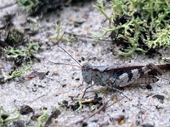 Spharagemon marmorata