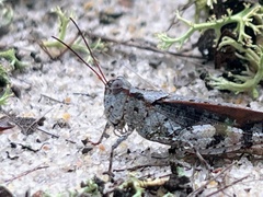 Spharagemon marmorata