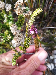 Muraltia satureioides