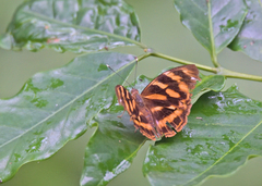 Herona marathus