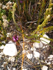 Muraltia satureioides