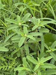 Croton glandulosus