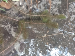 Myriophyllum sibiricum