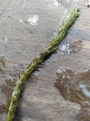 Myriophyllum sibiricum