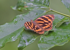 Herona marathus
