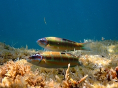 Thalassoma pavo