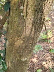 Castanopsis