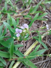 Murdannia nudiflora