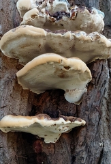 Ganoderma resinaceum