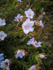 Lobostemon glaucophyllus