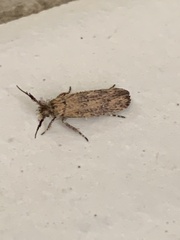 Platyedra subcinerea