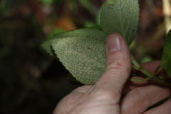 Coleus argentatus