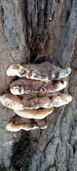 Ganoderma resinaceum