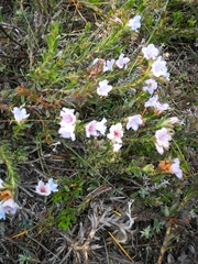 Lobostemon glaucophyllus