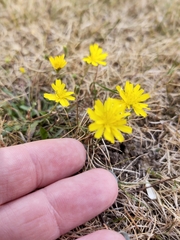 Crepis capillaris