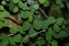 Peperomia leptostachya