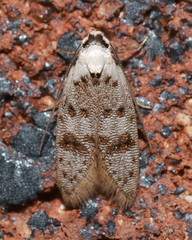 Scatochresis innumera