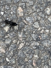 Ocypus olens